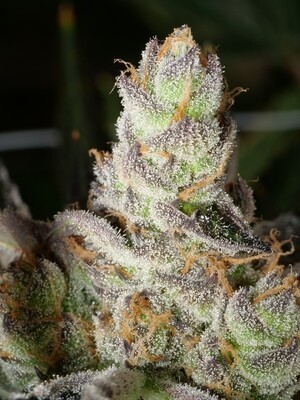 Moby Grape Bx1 - 7 Feminized Seeds - Includes Indigo Child S2 Fem Freebie - Mass Medical Strains