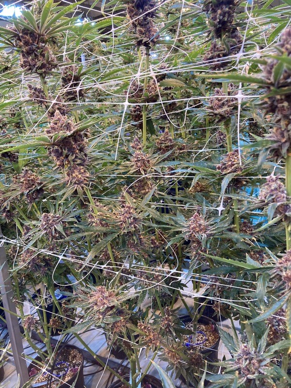 Grape Pupil - 100 Feminized Seeds - BULK SEEDS - Mass Medical Strains