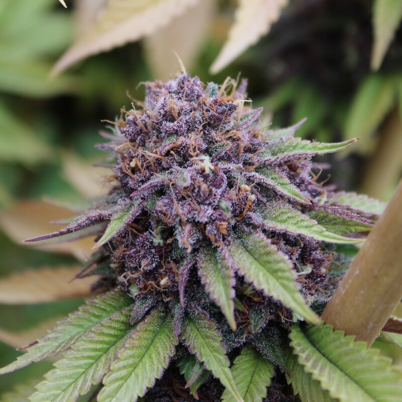 Sweet &amp; Sultry- 12 Feminized Seeds - Annunaki Genetics