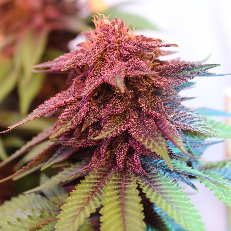 Purple Pineapple Express S1 - 12 Feminized Seeds - Annunaki Genetics