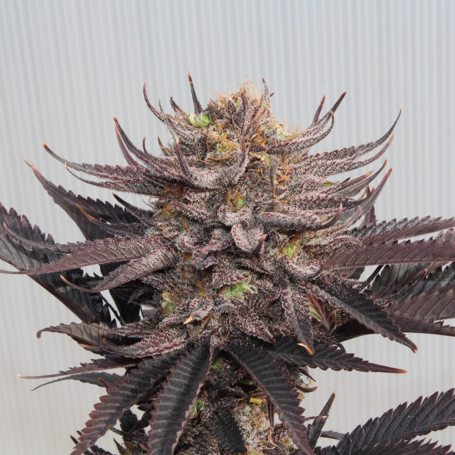 Dream Come True - 12 Feminized Seeds - Annunaki Genetics