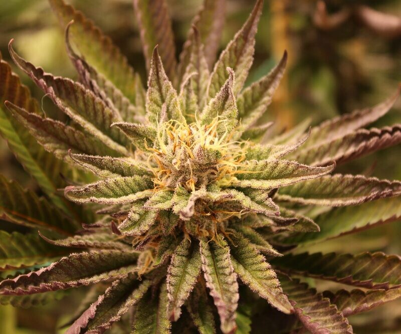 Sangue Amore - 12 Feminized Seeds - Annunaki Genetics