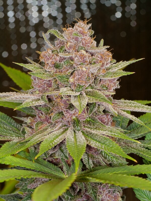 Grape LSD Feminized - 7 Feminized Seeds - Mass Medical Strains