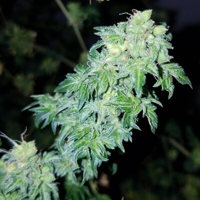 ABC Site 4 (Australian Bastard Cannabis) - 10 Regular Seeds - CSI: Humboldt