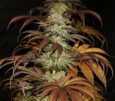 Bubba on Dubs - 7 Feminized Seeds - CSI: Humboldt