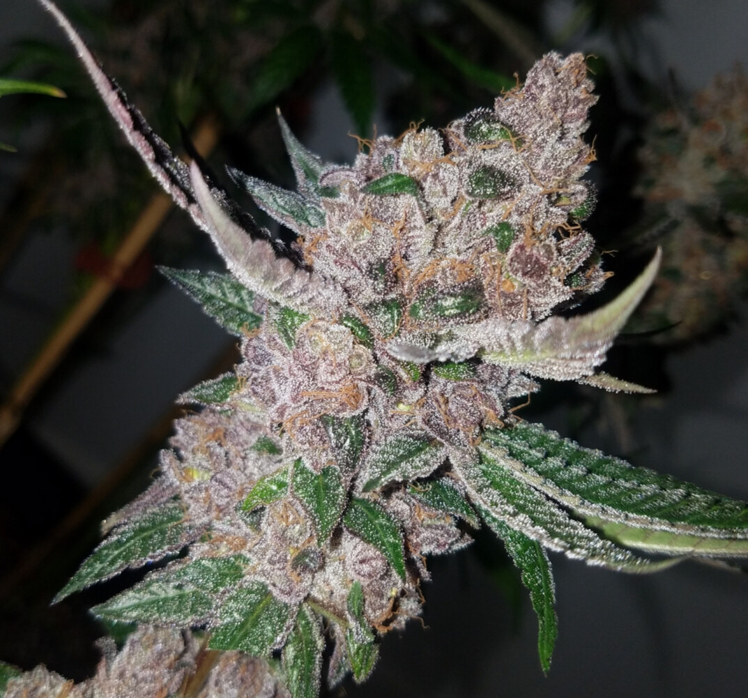 Dead Zone - 7 Feminized Seeds - CSI: Humboldt