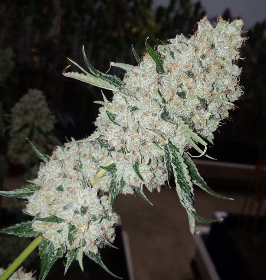 Rest in Peace- 7 Feminized Seeds - CSI: Humboldt