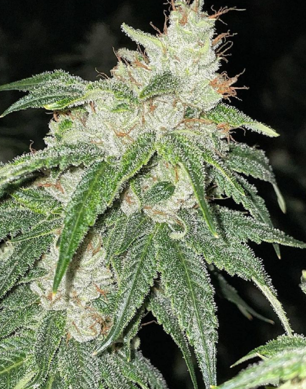 Chem D x Triangle Kush - 7 Feminized Seeds - CSI: Humboldt