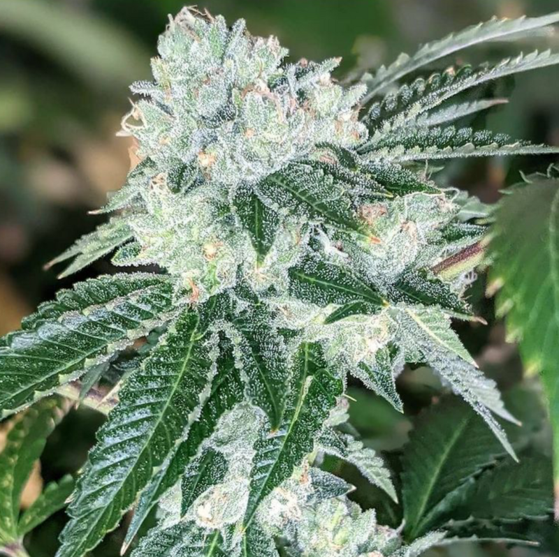 Triangle Kush S1 - 7 Feminized Seeds - CSI: Humboldt