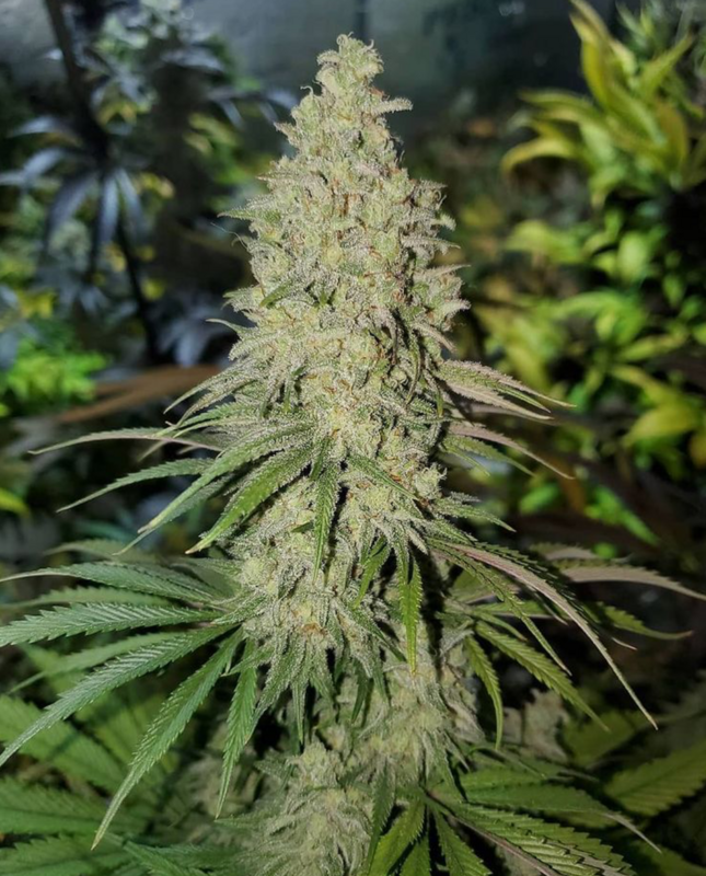 Trainwreck S1 - 7 Feminized Seeds - CSI: Humboldt