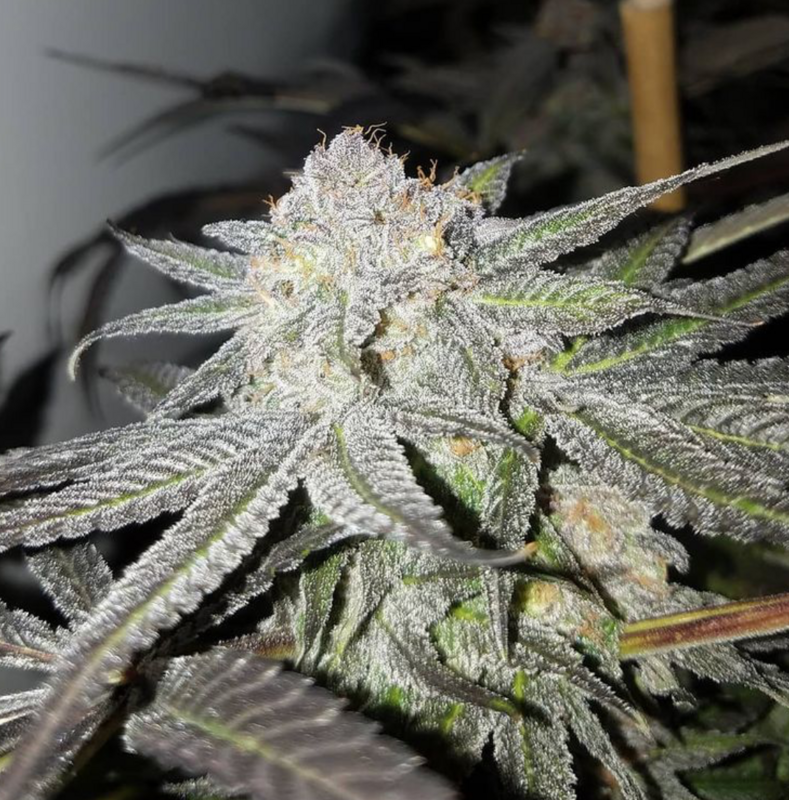 Purple Urkle S1 - 7 Feminized Seeds - CSI: Humboldt