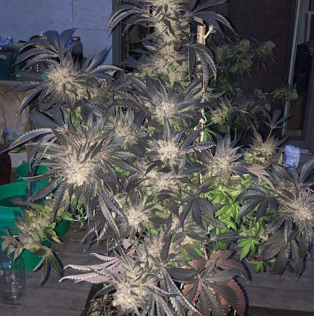 God Bud - 12 Regular Seeds - Jordan of the Islands