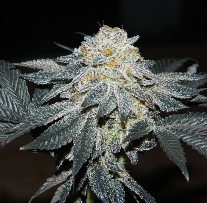 Girl Scout Cookies S1 (Forum Cut) - 7 Feminized Seeds - CSI: Humboldt