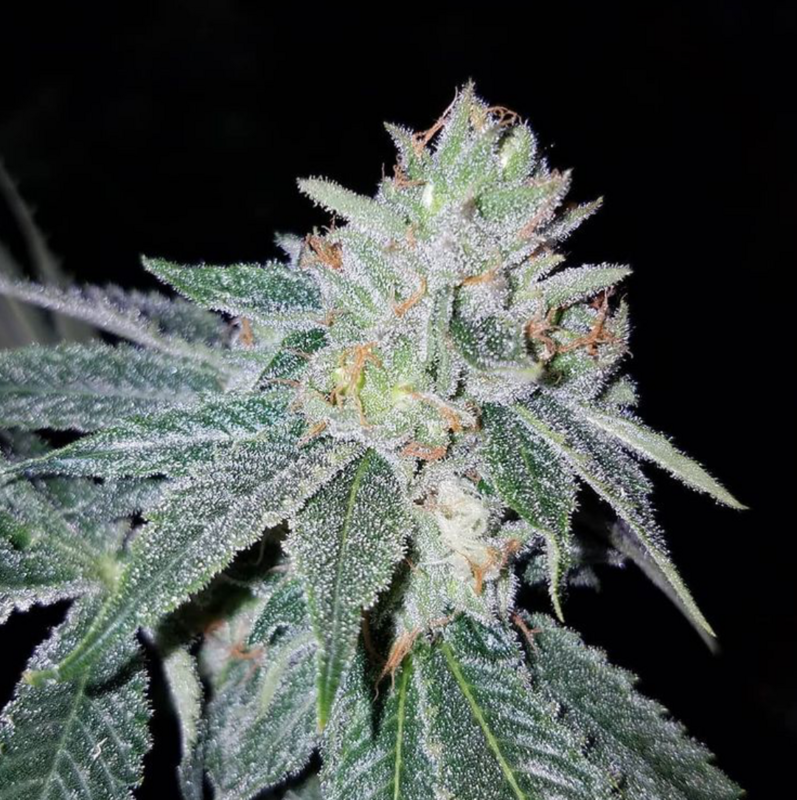 Sherbert S1 - 7 Feminized Seeds - CSI: Humboldt