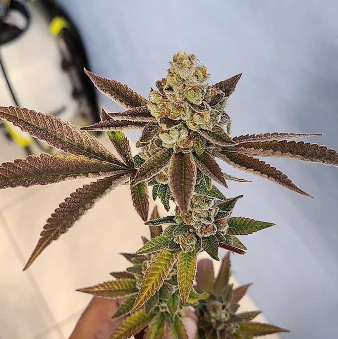 Ghost OG x Girlscout Cookies - 7 Feminized Seeds - CSI: Humboldt