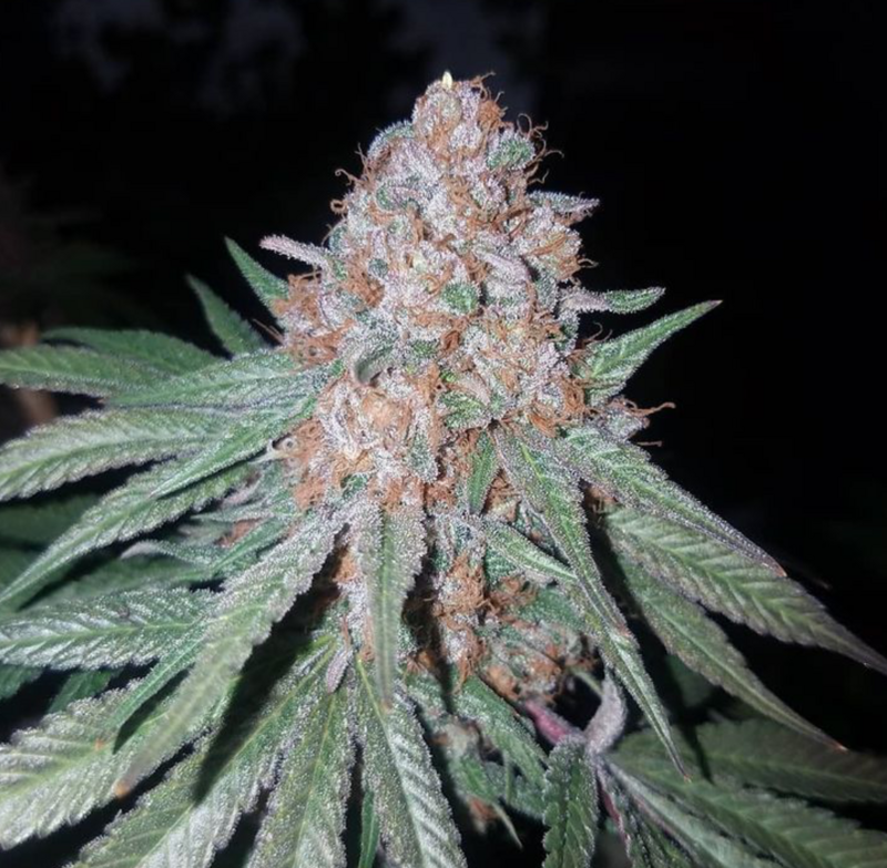 Mendo Purple x T1000 - 7 Feminized Seeds - CSI: Humboldt