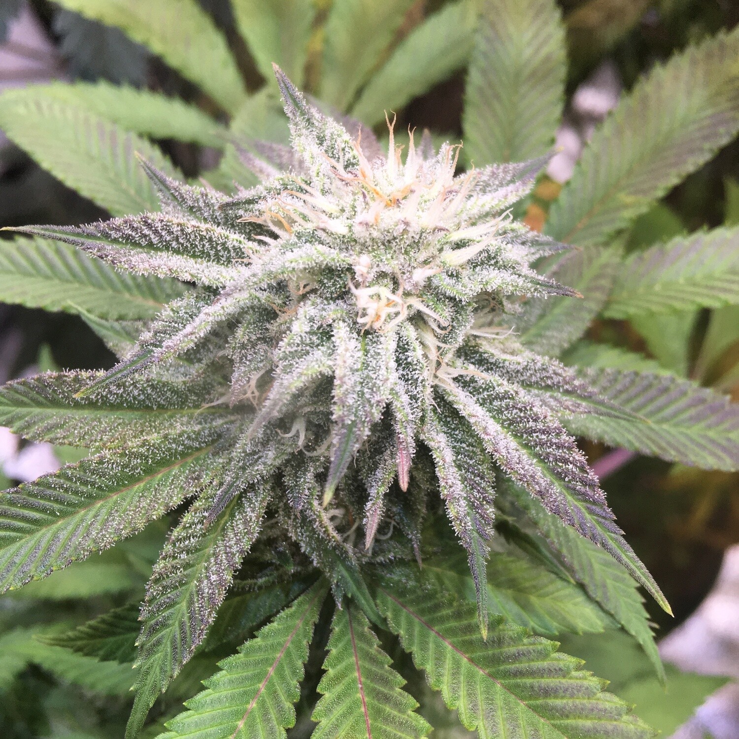 Humboldt Snow S1 - 7 Feminized Seeds - CSI: Humboldt
