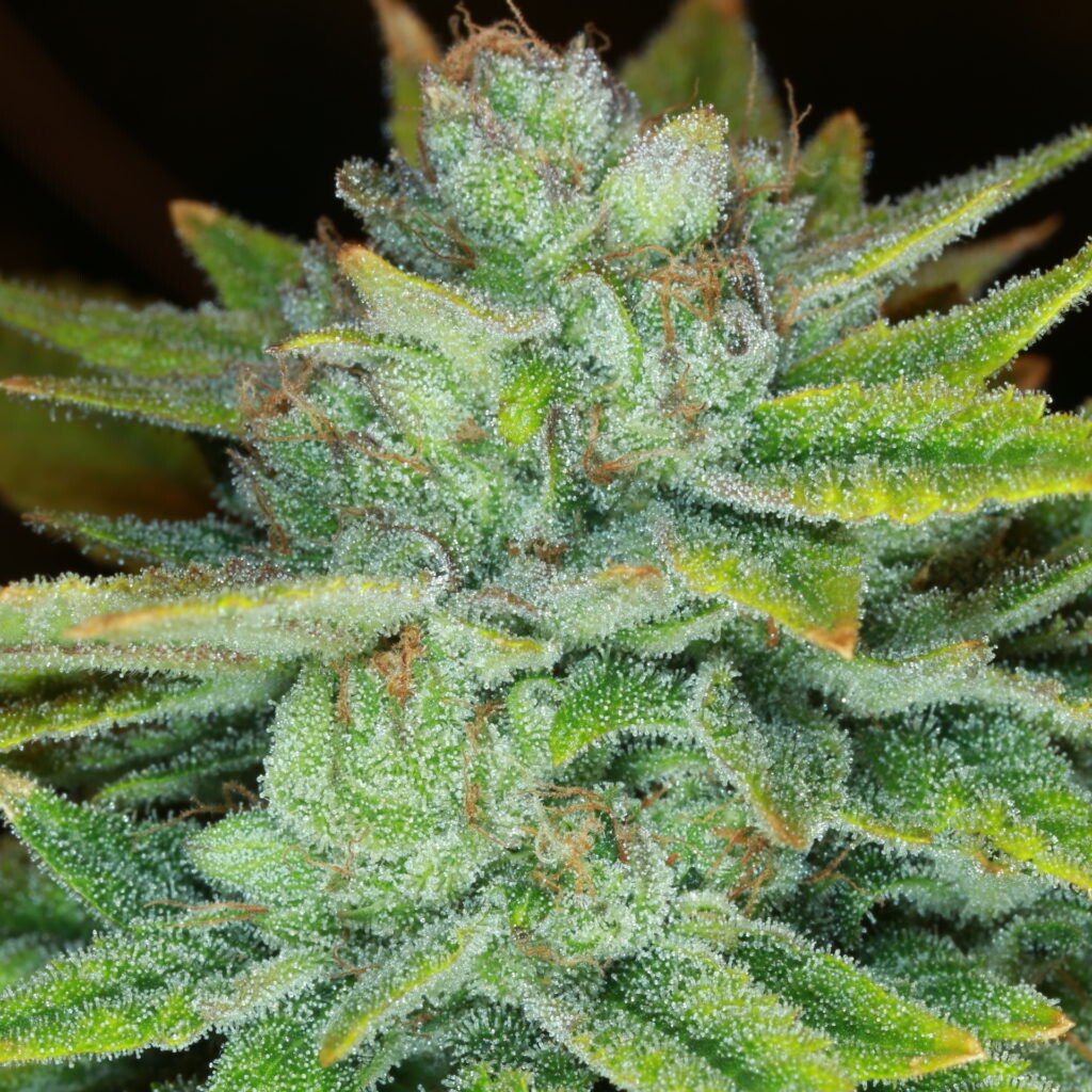 UK Cheese S1 - 7 Feminized Seeds - CSI: Humboldt