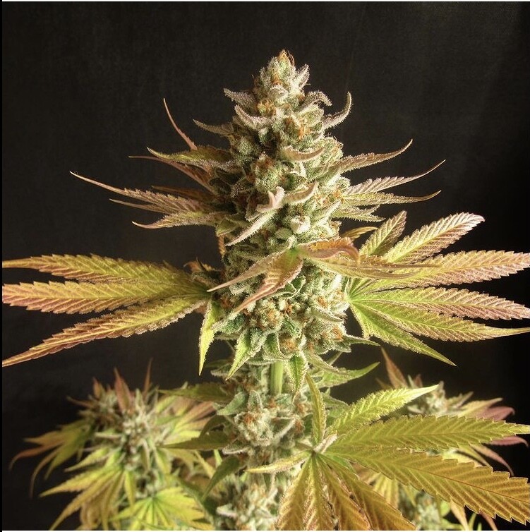 Sour Fusion - Feminized Seeds - Trichome Jungle + 2x Free Orange Soul Seeds
