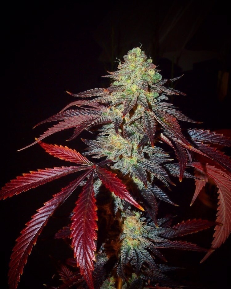 Shiva's Soul - Feminized Seeds - Trichome Jungle + 2x Free Orange Soul Seeds