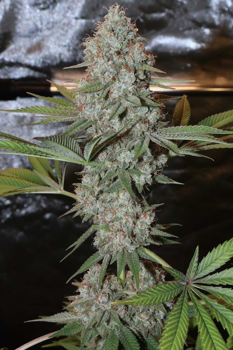 Pineapple Soul - Feminized Seeds - Trichome Jungle + 2x Free Orange Soul Fem Seeds