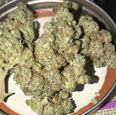 Ghost OG x Girlscout Cookies - 7 Feminized Seeds - CSI: Humboldt