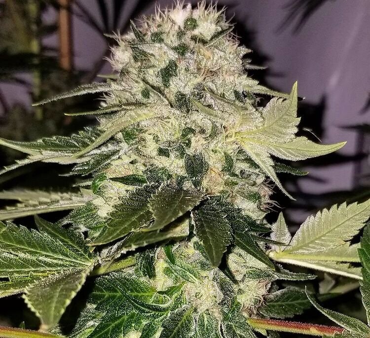 Hunza Valley 91 - 13 Regular Seeds - Lucky Dog Seed Co