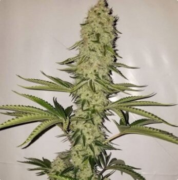 Bohemian Highway - 13 Regular Seeds - Lucky Dog Seed Co