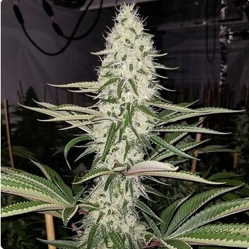 Chasca - 13 Regular Seeds - Lucky Dog Seed Co - PreOrder Ships Mid February