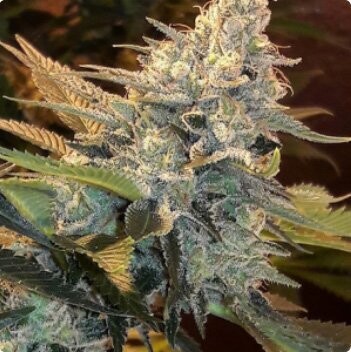 Dog Patch - 13 Regular Seeds - Lucky Dog Seed Co