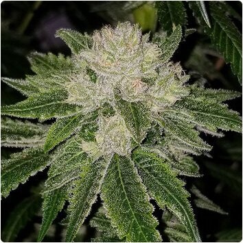 Russell - 13 Regular Seeds - Lucky Dog Seed Co