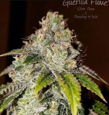 Guerilla Fume - 13 Regular Seeds - Lucky Dog Seed Co - PreOrder Ships Mid February