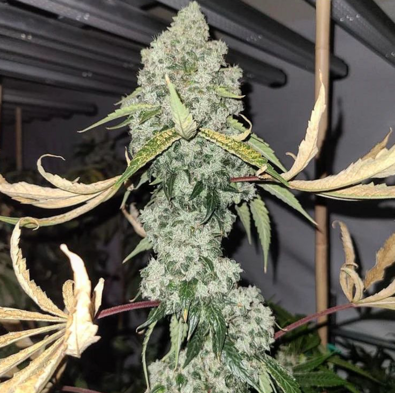Catahoula - 13 Regular Seeds - Lucky Dog Seed Co