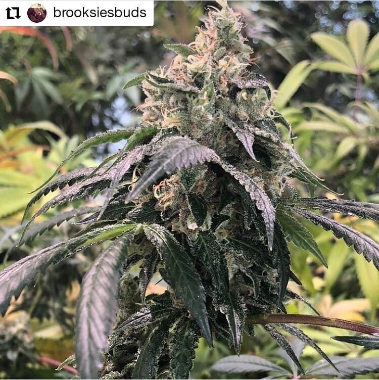 Road Dog - 13 Regular Seeds - Lucky Dog Seed Co