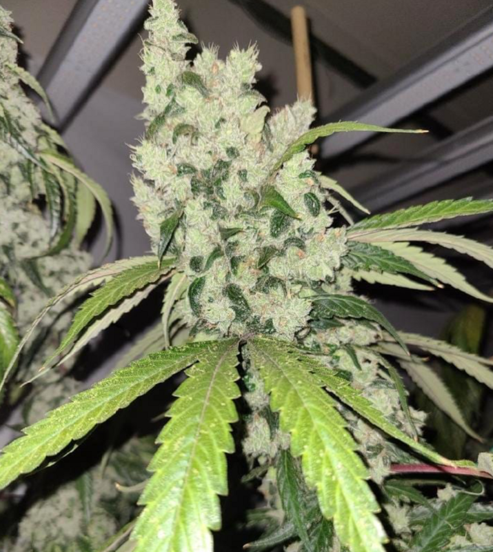Chemnesia - 13 Regular Seeds - Lucky Dog Seed Co