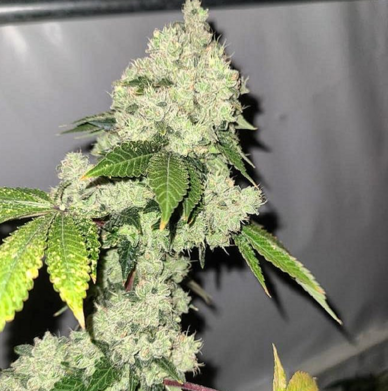 Chem Brand - 13 Regular Seeds - Lucky Dog Seed Co