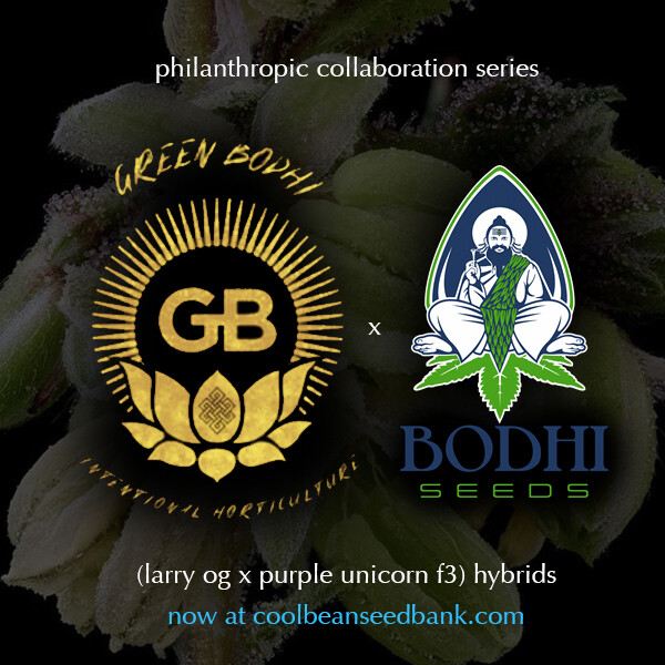 Ice Cream Cake x (Larry OG x Purple Unicorn F3) - 21 Regular Seeds - Green Bodhi x Bodhi Seeds Philanthropic Collaboration