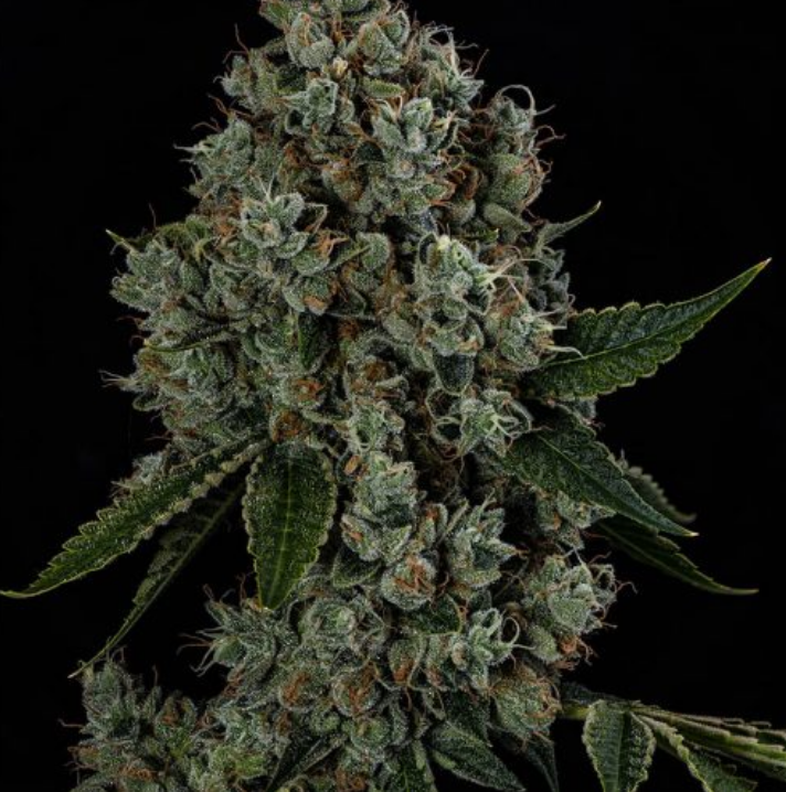 Sour OG x OGCD78 - 21 Regular Seeds - Green Bodhi