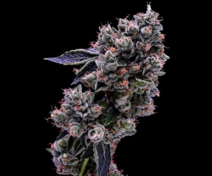 Skywalker 7 - Luke Skywalker OG x OGLA78 - 21 Regular Seeds - Green Bodhi