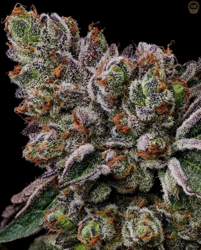 Zen 1 x (Larry OG x Purple Unicorn F3) - 21 Regular Seeds - Green Bodhi x Bodhi Seeds Philanthropic Collaboration