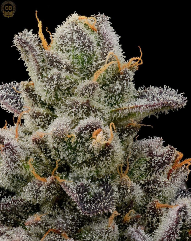 Biscotti x (Larry OG x Purple Unicorn F3) - 21 Regular Seeds - Green Bodhi x Bodhi Seeds Philanthropic Collaboration