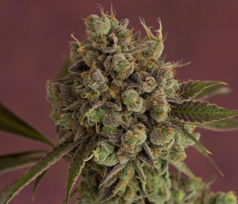 Tenzin Kush #4 x (Larry OG x Purple Unicorn F3) - 21 Regular Seeds - Green Bodhi x Bodhi Seeds Philanthropic Collaboration