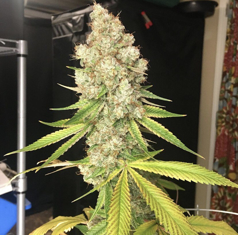 Espiritu Sanctum - 6 Feminized Seeds - Goat &amp; Monkey Seeds