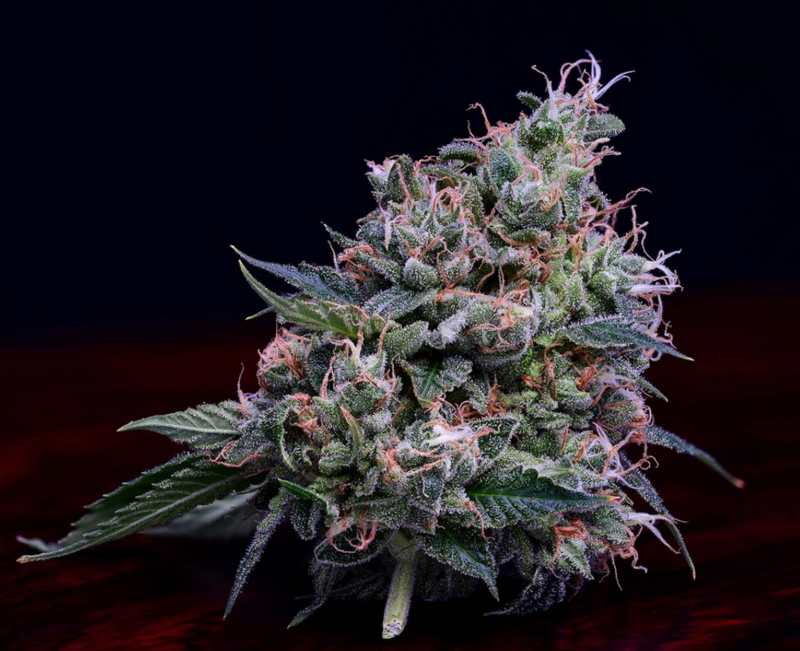 Dogwalker OG x OGLA78 - 21 Regular Seeds - Green Bodhi
