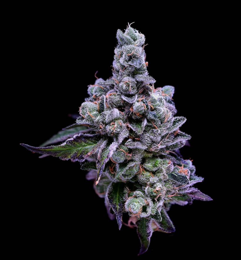 Platinum GSC x OGCD - 21 Regular Seeds - Green Bodhi