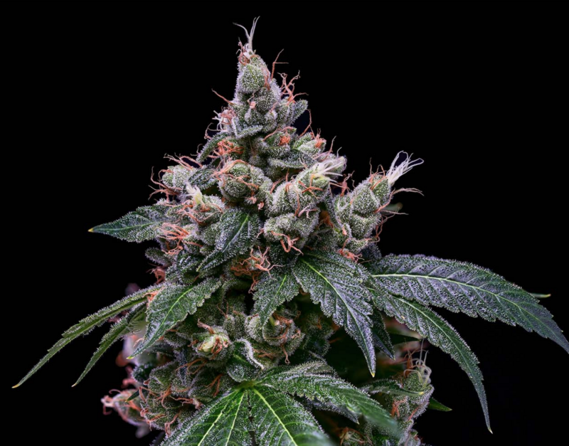 Dogwalker x (Larry OG x Purple Unicorn F3) - 21 Regular Seeds - Green Bodhi x Bodhi Seeds Philanthropic Collaboration