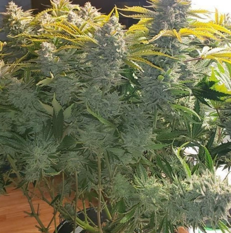 Trizzlers - 6 Auto Fem Seeds - Twenty20 Mendocino