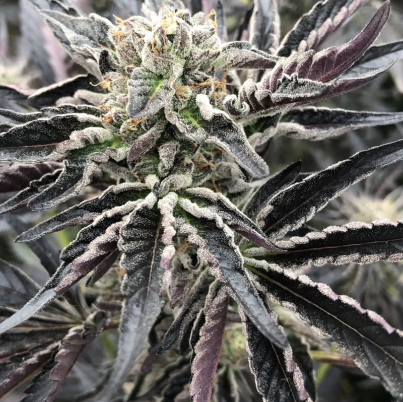 Bad Girl - 10 Feminized Seeds - Twenty20 Mendocino