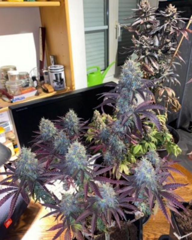 Pak Man - 7 Feminized Seeds - Mass Medical Strains