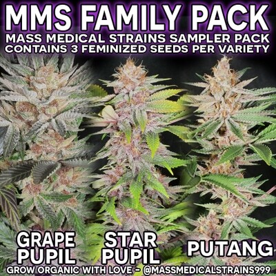 Family Pack - Star Pupil/Grape Pupil/PuTang - 9 Feminized Seeds (3 Each) - Mass Medical Strains